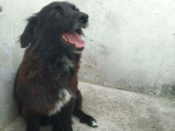 Cachorro ra a Srd idade 1 ano nome Lilica