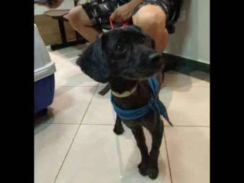 Cachorro ra a Poodle idade 2 anos nome Cheise
