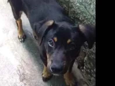 Cachorro ra a Srd idade 2 a 6 meses nome Juan