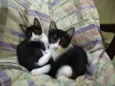 Gatinhos filhotes