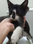 Gatinhos filhotes