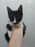 Gatinhos filhotes