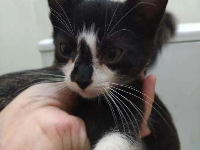 Gato ra a Srd idade 2 a 6 meses nome Gatinhos filhotes