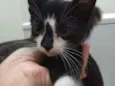 Gatinhos filhotes
