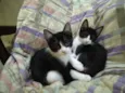 Gatinhos filhotes