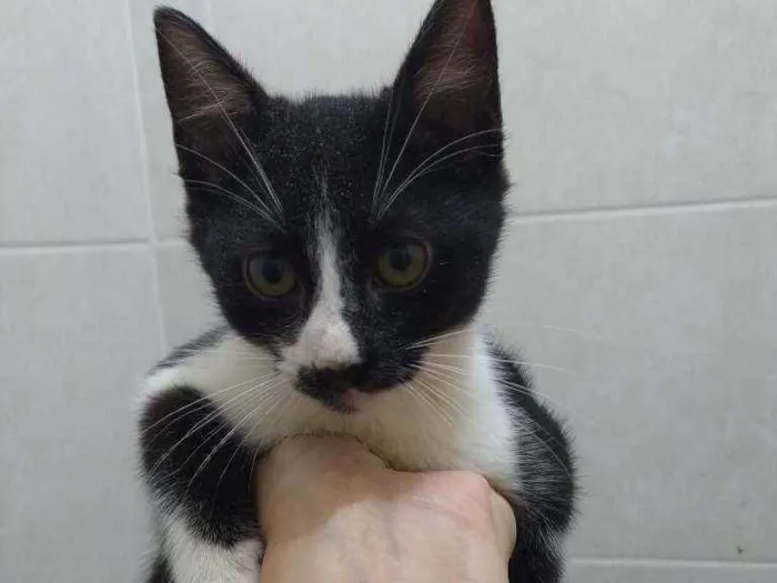 Gato ra a Srd idade 2 a 6 meses nome Gatinhos filhotes