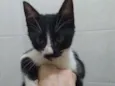 Gatinhos filhotes