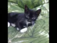 Gatinhos filhotes