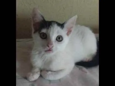 Gato ra a Srd idade 2 a 6 meses nome Gatinhos filhotes