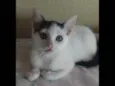 Gatinhos filhotes
