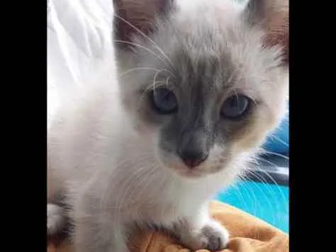 Gato ra a Srd idade 2 a 6 meses nome Gatinhos filhotes