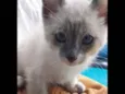 Gatinhos filhotes