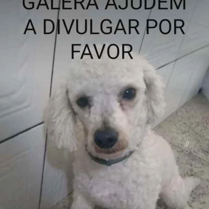 Cachorro ra a Poodle idade 3 anos nome Simba