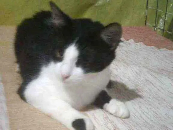 Gato ra a SRD idade 1 ano nome Teresa