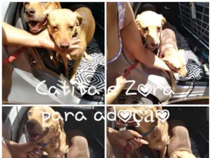 Cachorro raça SRD idade 1 ano nome Catita 