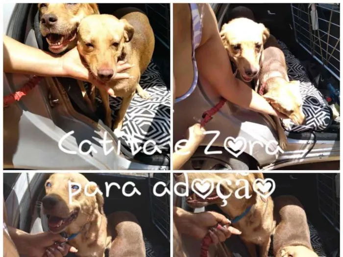 Cachorro ra a SRD idade 1 ano nome Catita 