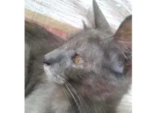 Gato raça SRD idade 7 a 11 meses nome Savanah
