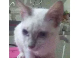 Gato raça Siames idade 2 a 6 meses nome Vadico