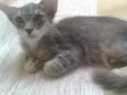 Cirilo