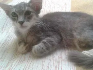 Gato raça SRD idade 2 a 6 meses nome Cirilo