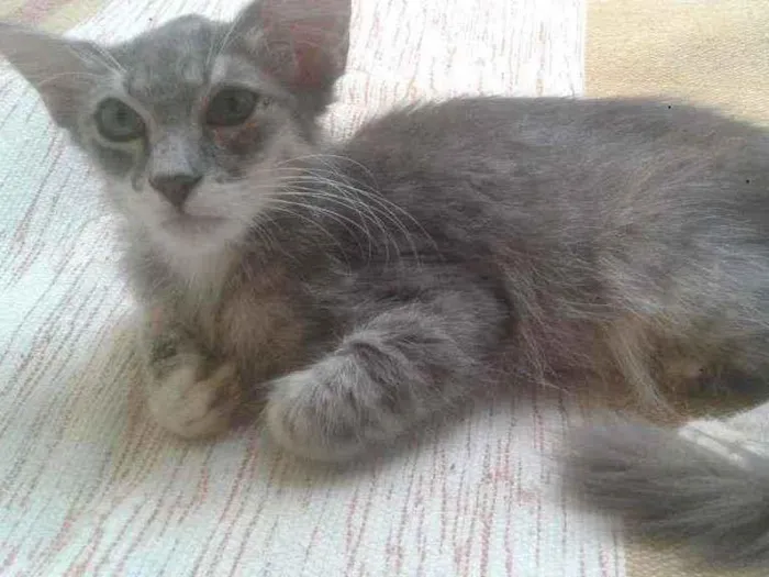Gato ra a SRD idade 2 a 6 meses nome Cirilo