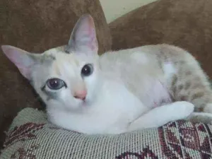 Gato raça SRD idade 7 a 11 meses nome JULIE 