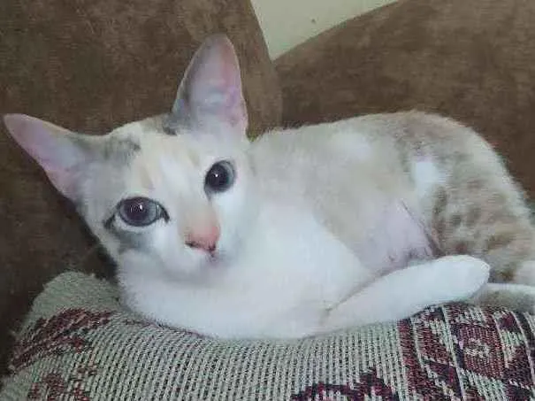 Gato raça SRD idade 7 a 11 meses nome JULIE 