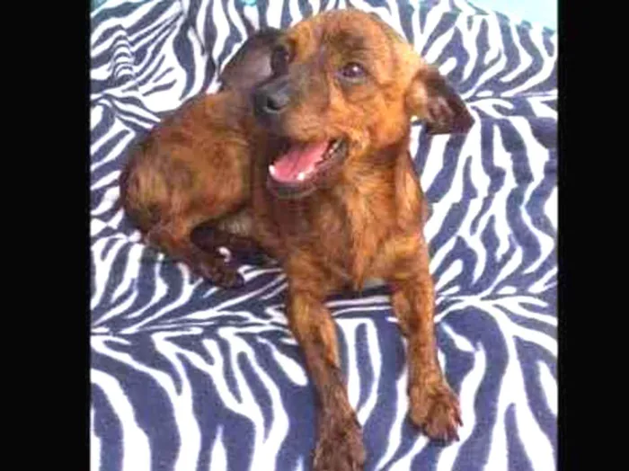Cachorro ra a Pincher idade 1 ano nome Buck