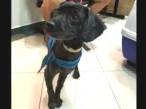 Cachorro raça Poodle idade 2 anos nome Cheise