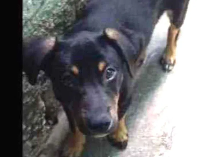 Cachorro ra a Srd idade 2 a 6 meses nome Juan