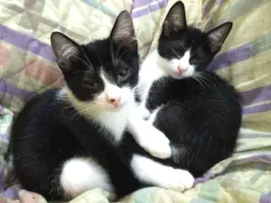 Gato raça Srd idade 2 a 6 meses nome Gatinhos filhotes