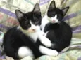 Gatinhos filhotes