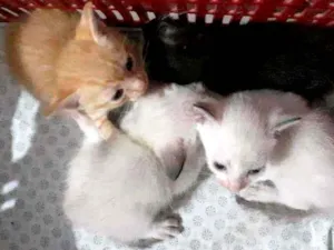 Gato raça Thay com sagrado da Birmânia  idade Abaixo de 2 meses nome Não dei nomes ainda