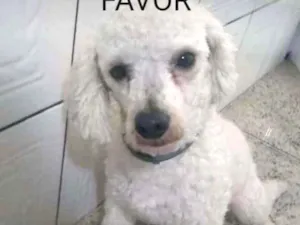 Cachorro raça Poodle idade 3 anos nome Simba