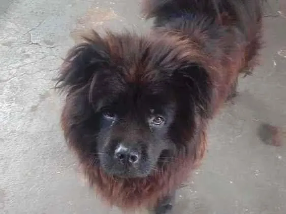 Cachorro ra a Schau schau idade 3 anos nome Zorro