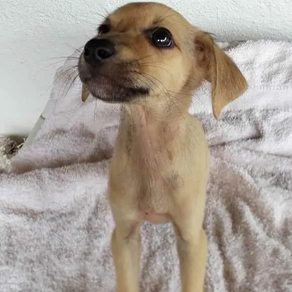 Cachorro raça Indefinida idade 2 a 6 meses nome Sem nome 
