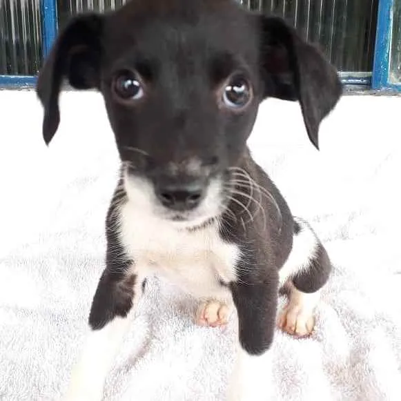 Cachorro raça Indefinida idade 2 a 6 meses nome Sem nome