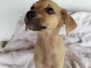 Cachorro raça Indefinida idade 2 a 6 meses nome Sem nome 