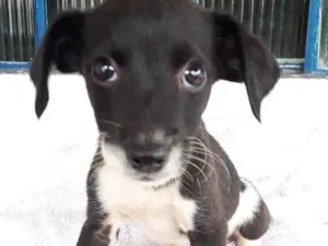 Cachorro raça Indefinida idade 2 a 6 meses nome Sem nome