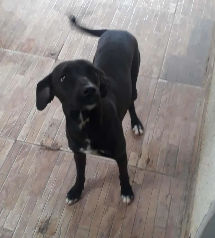 Cachorro ra a INDEFINIDA idade 7 a 11 meses nome SAFIRA