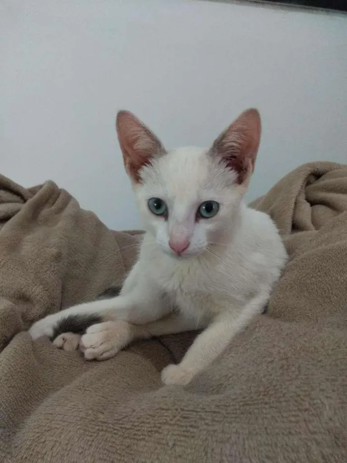 Gato ra a SRD-ViraLata idade 2 a 6 meses nome Sem nome