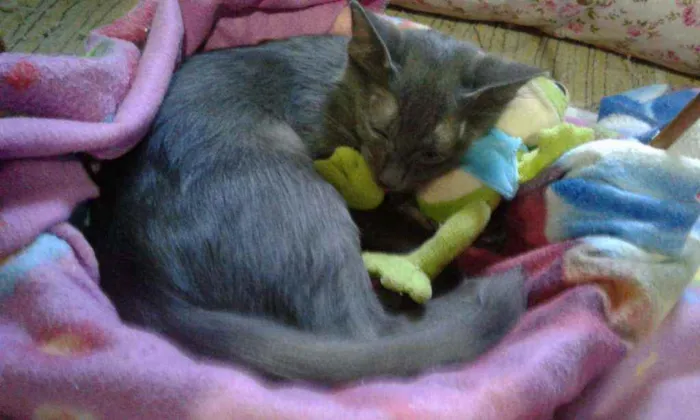 Gato raça Blue idade 2 a 6 meses nome Não tem 