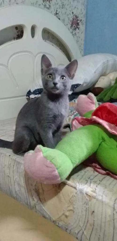 Gato raça Blue idade 2 a 6 meses nome Não tem 