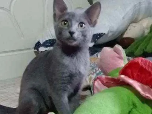 Gato raça Blue idade 2 a 6 meses nome Não tem 