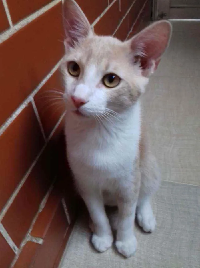 Gato raça Srd idade 2 a 6 meses nome S/n