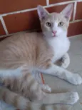 Gato raça Srd idade 2 a 6 meses nome S/n
