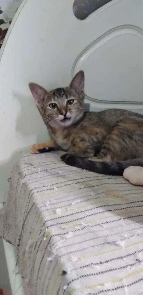 Gato raça Srd idade 2 a 6 meses nome Rajado