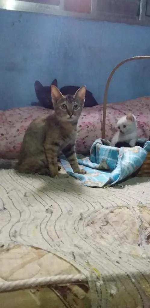 Gato raça Srd idade 2 a 6 meses nome Rajado