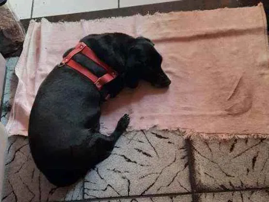 Cachorro ra a Cofap idade 6 ou mais anos nome Barão 