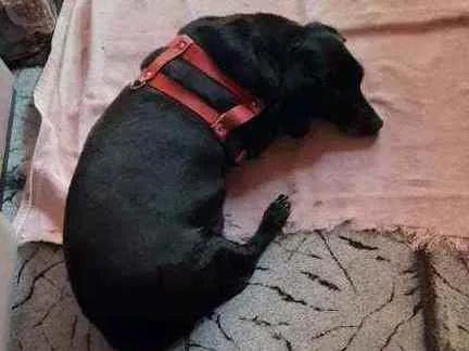 Cachorro ra a Cofap idade 6 ou mais anos nome Barão 